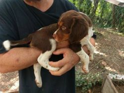AKC Brittany pups