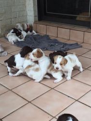 cute lovely Brittany puppy for sale