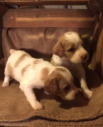 jnamata reality Brittany Puppies For Sale