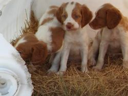 Pedigreed Brittany Spaniel Puppies for sale to good homes