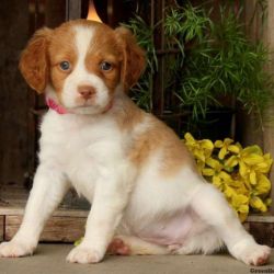 Brittany Spaniel Puppies For Sale