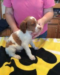 Brittany Spaniel Dogs for sale