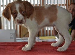 Kc Registered Brittany Spaniel puppies