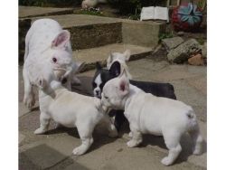 Fabulous frenchies Bulldog Puppys