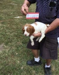 Home trained Brittany puppies