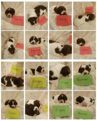 AKC Brittany Puppies