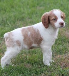 Brittany Spaniels For Sale
