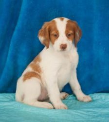 Smart and Active Brittany Puppies For Sale