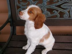 AKC Brittany Spaniels For Sale