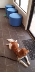 Funny beautiful Brittany Spaniel Needs a active home