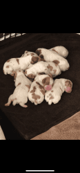 Adorable Brittany Puppies
