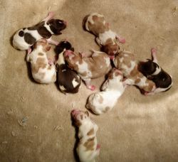 Brittany puppies