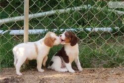 Brittany Spaniel Puppies Available