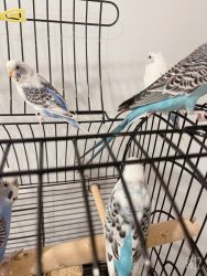 For sale 8 birds , white, blue Very friendly and healthy $15 each