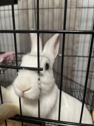 Cute baby rabbits for Sale
