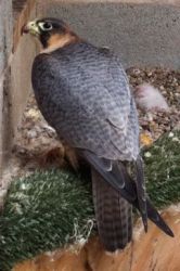 Female Imprint Barbary Falcon for sale