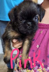Adorable Brussels Griffon Puppy