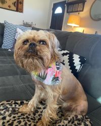 Lucy 2 years old Brussels Griffon