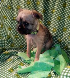 Brussels Griffons Male reduced