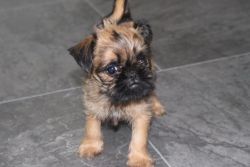 Adorable Brussels Griffon puppies