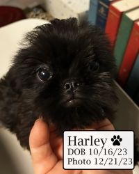 Harley the Brussels Griffon