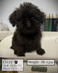 Ozzy the Brussels Griffon