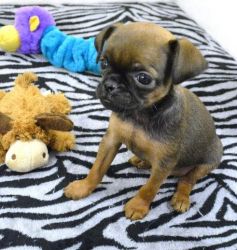 Chunky Brussels Griffon Puppies