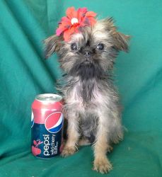 Brussels Griffon Baby Girl !! Tiny