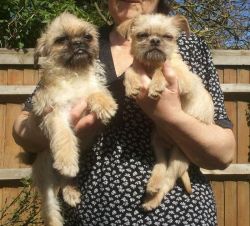 Home Train Brussels Griffon Puppies