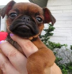 Excellent Brussels Griffon Puppies ready to go