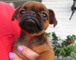 Very Calm Brussels Griffon Puppies