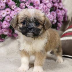 Holly Brussel Griffon Mix