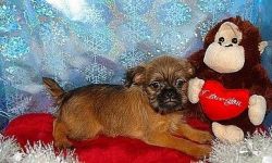 Brussels Griffon puppies