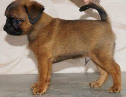 Brussels Grifon Puppies for adoption
