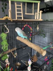 Young Budgie, Cage, and supplies