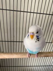 2 Parakeets(Budgies) for sale
