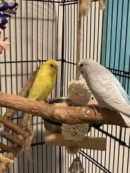 2 lovely budgies are looking for a lovely home.
