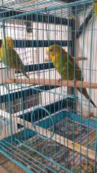 Budgie birds for sale with cage(Ahmedabad, Gujarat)