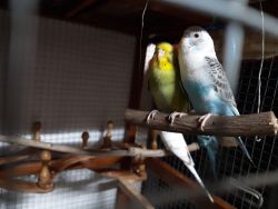Home Breed Budgies