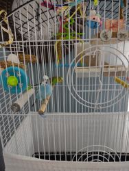 2 Male Budgies - Includes Cage