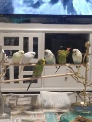 Budgies for sell