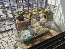Budgies parrot for sale