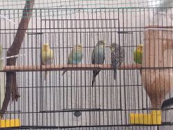 Very good 2 pair love birds (male and female)