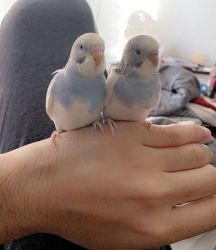 Finding hand tamed budgie parakeets a new home