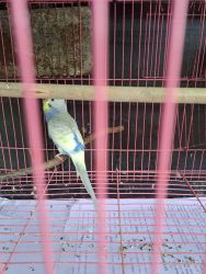 Budgie babies available