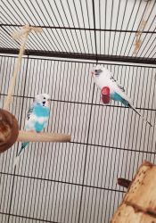 Adult Parakeets