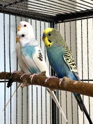 Baby Budgie Parakeets for Sale