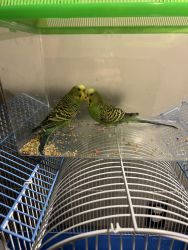 2 Green Budgies with cage, food and toys