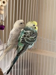Looking to rehome my bonded budgies