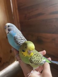 2 PARAKEETS AMD INCLUDES A 130$ CAGE